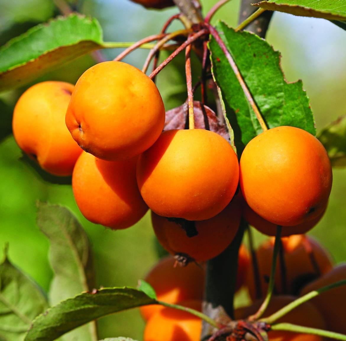 Malus-Golden-Hornet-004.jpg