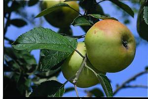 melo-apple-tree-pommier