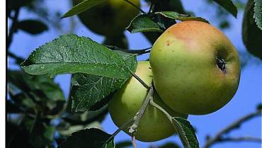 MELO / APPLE TREE / POMMIER