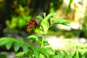 melianthus