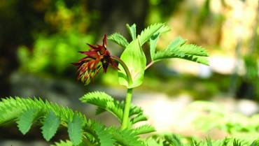 MELIANTHUS