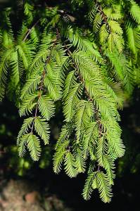 metasequoia