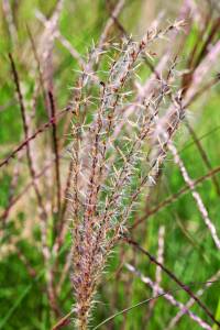 poaceae