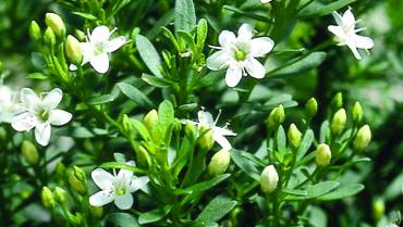 MYOPORUM