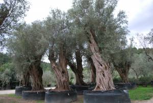 olea