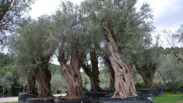 OLEA