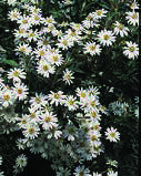 OLEARIA