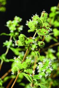 origanum