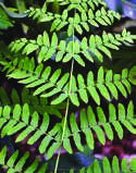 OSMUNDA