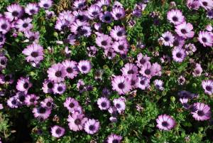 osteospermum