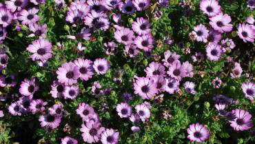 OSTEOSPERMUM