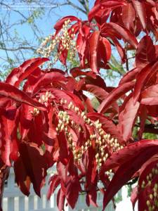 oxydendrum