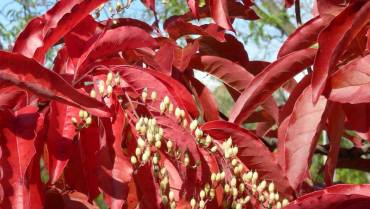 OXYDENDRUM