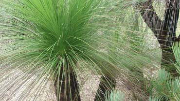 XANTHORRHOEA