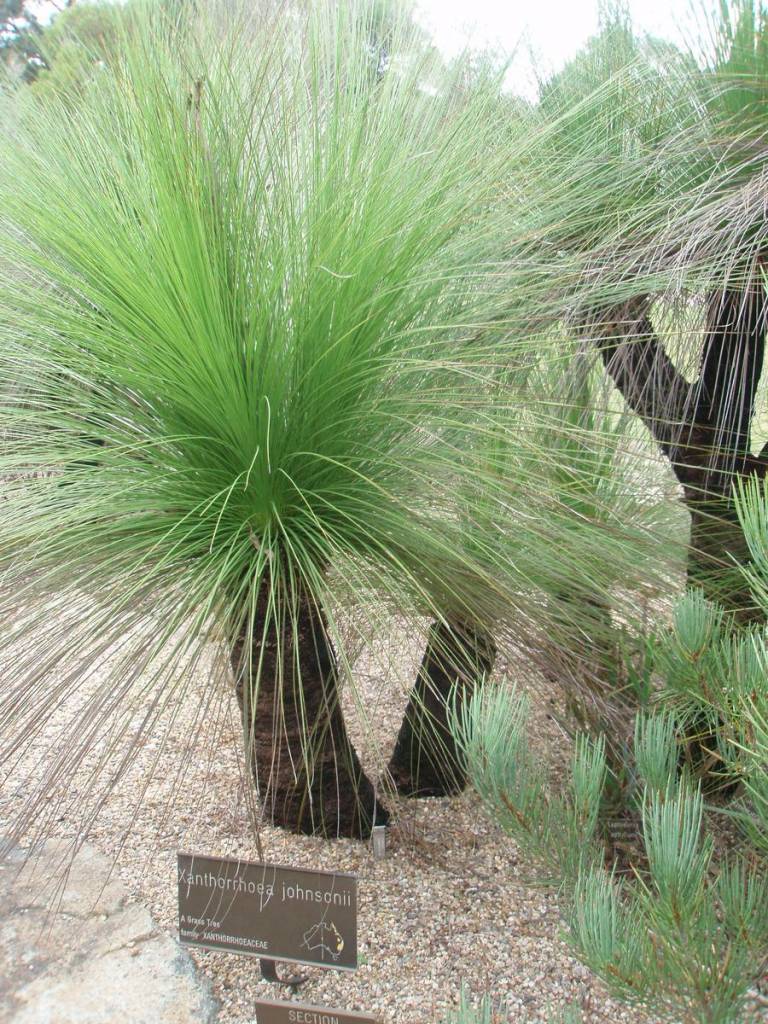 XANTHORRHOEA Catalogo Margheriti