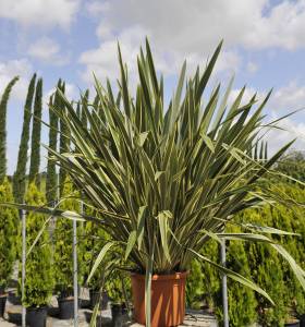 phormium