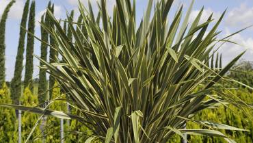 PHORMIUM