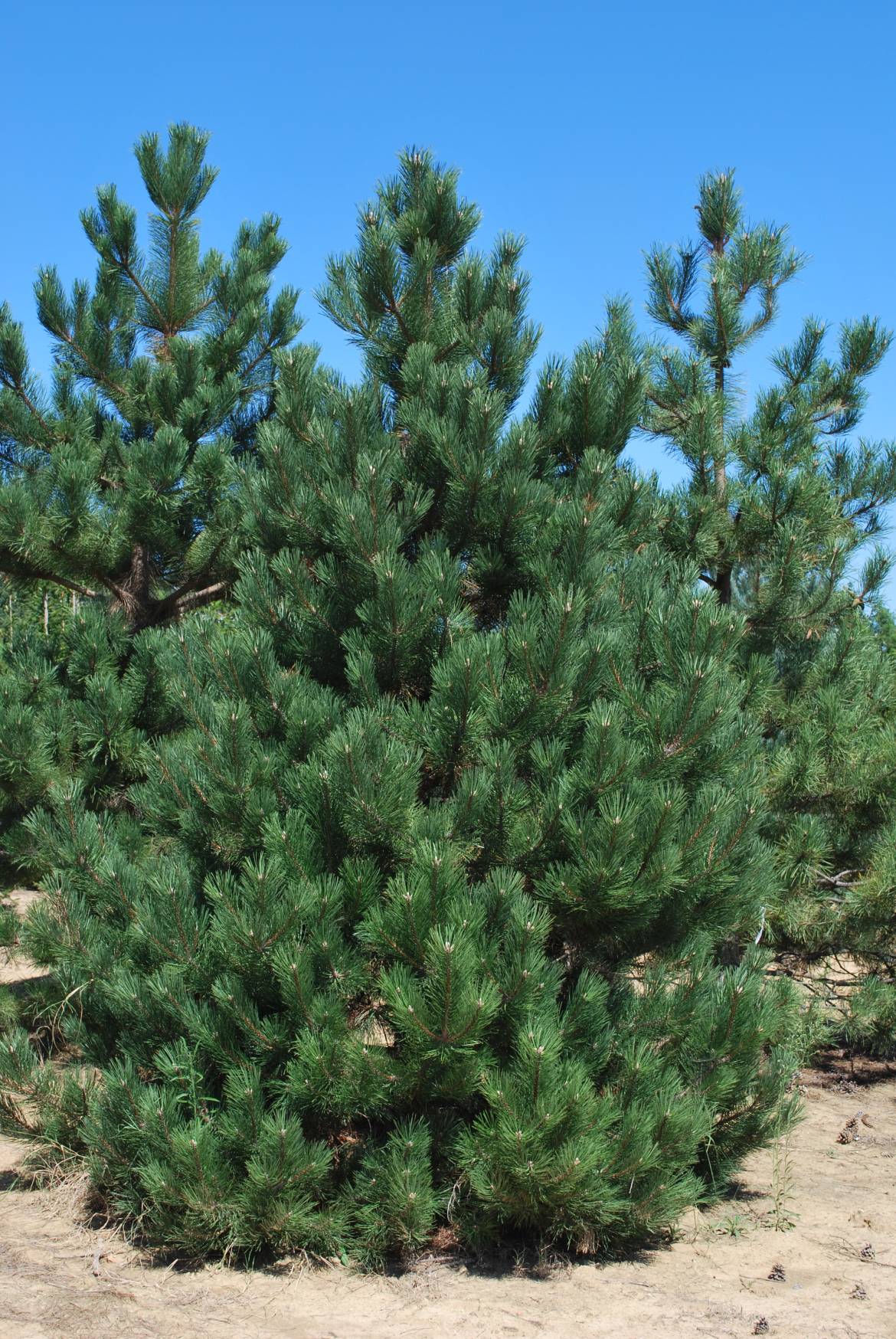 PINUS-AUSTRIACA-NIGRA-2.jpg