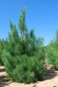 pinus