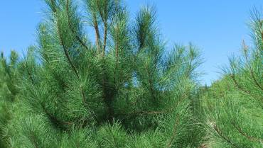 PINUS