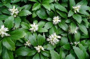 pachysandra