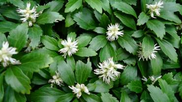 PACHYSANDRA