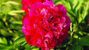 PAEONIA – Parte 2