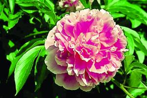 paeonia