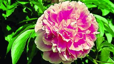 PAEONIA – Parte 1