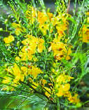 PARKINSONIA