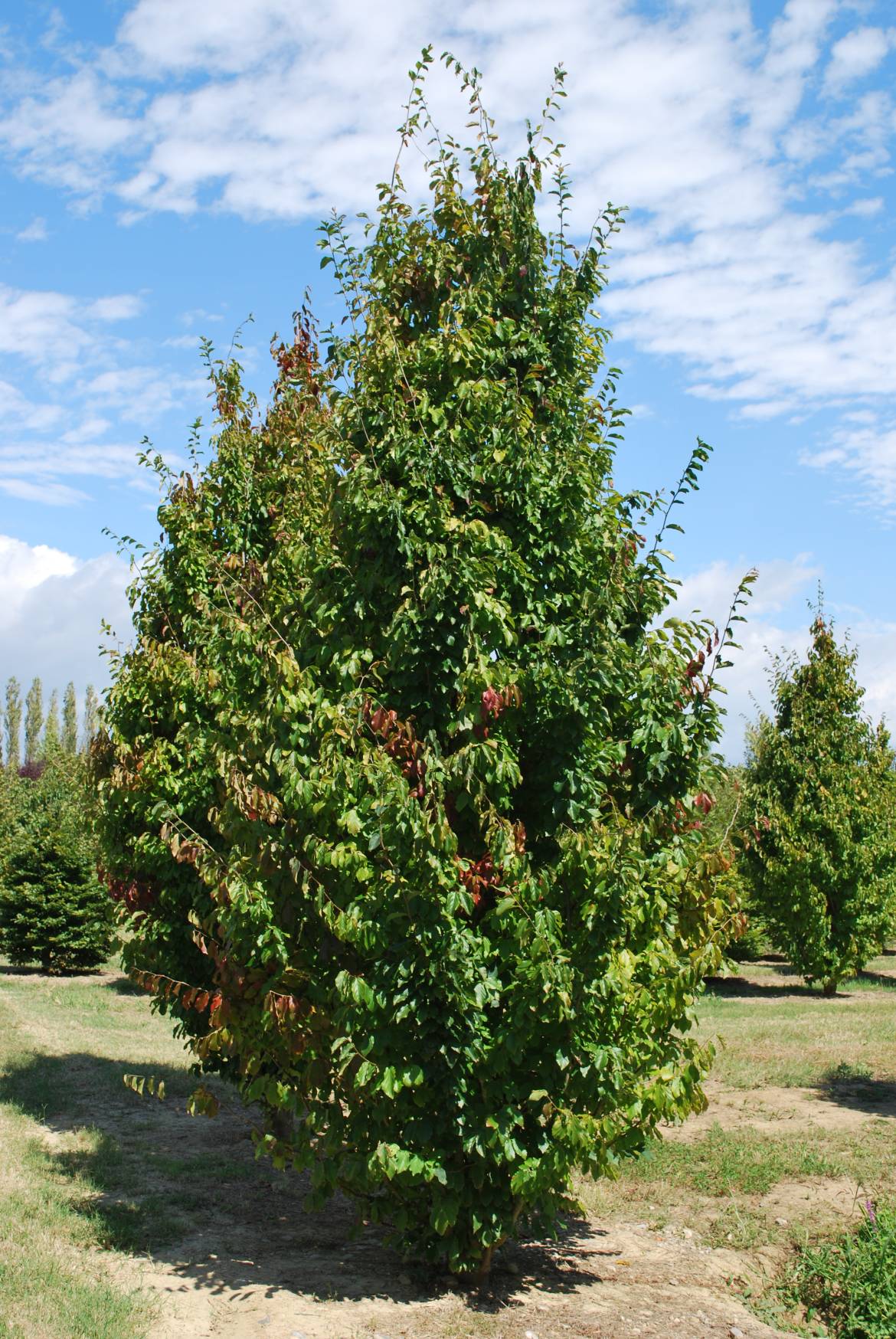 Parrotia-persica-Vanessa.jpg