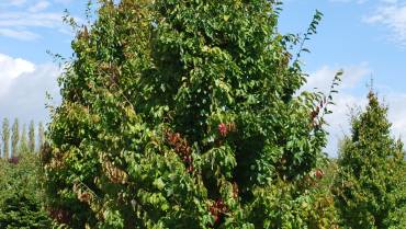 PARROTIA