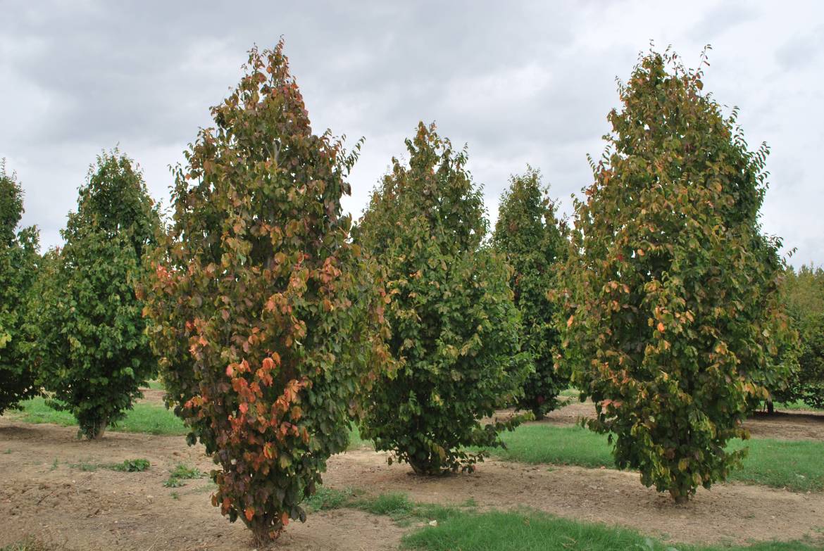Parrotia-persica-vanessa.jpg