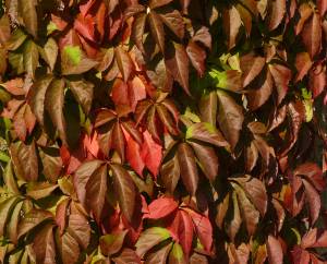 parthenocissus