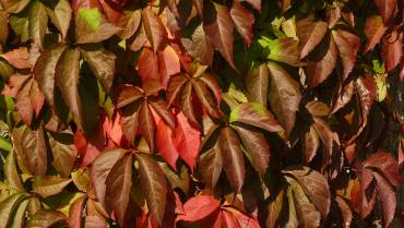 PARTHENOCISSUS