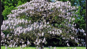 PAULOWNIA