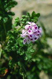 pelargonium