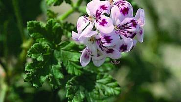 PELARGONIUM