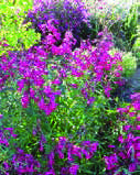 PENSTEMON