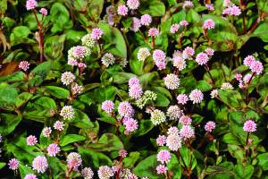 persicaria