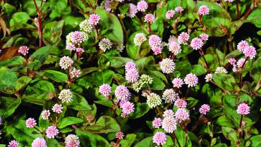 PERSICARIA