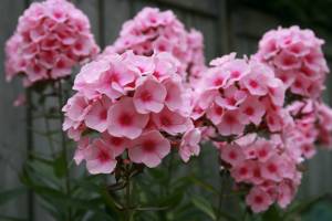 phlox