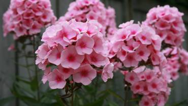 PHLOX