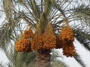 dattero-date-palm-dattier
