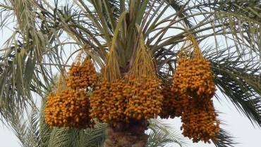 DATTERO / DATE PALM / DATTIER