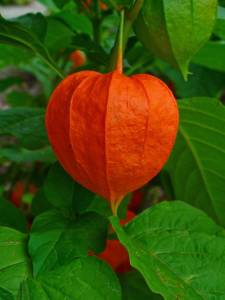 physalis