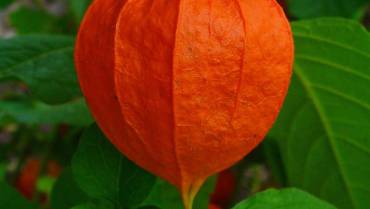 PHYSALIS