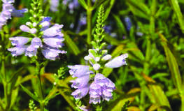 PHYSOSTEGIA