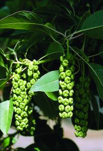 phytolacca