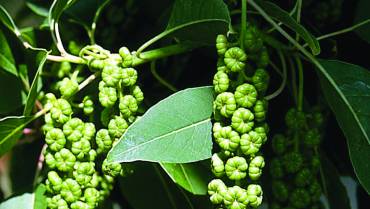 PHYTOLACCA